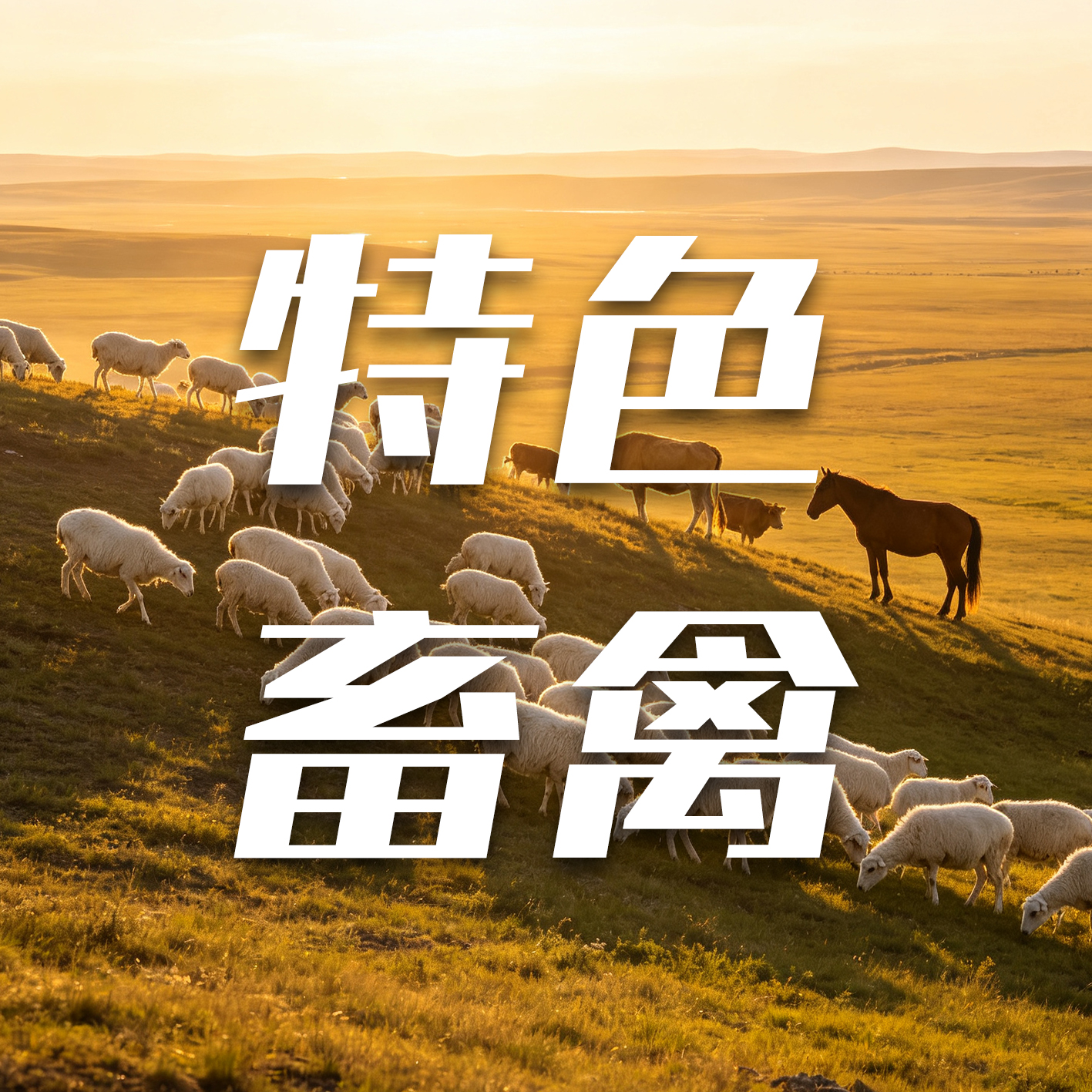 特色畜禽